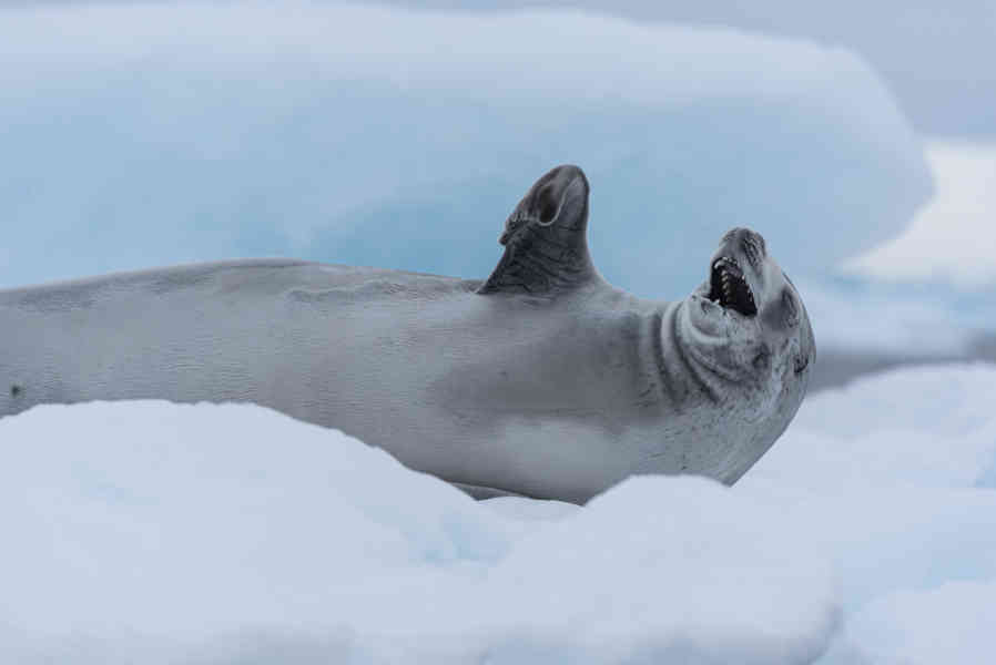 Foca de Weddell - Antártida 07.jpg